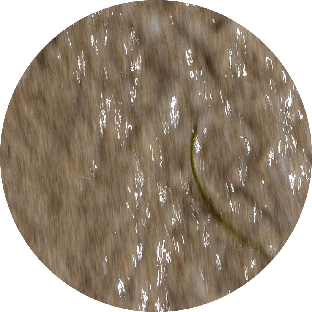 04. Wet Sand - 4.1  20